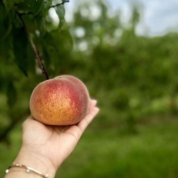 Simmons Farm - a person's hand holding a peach - Fruits & Veggies Near Me - Canonsburg, Pennsylvania Simmons Farm - a person's hand holding a peach - Fruits & Veggies Near Me - Canonsburg, Pennsylvania