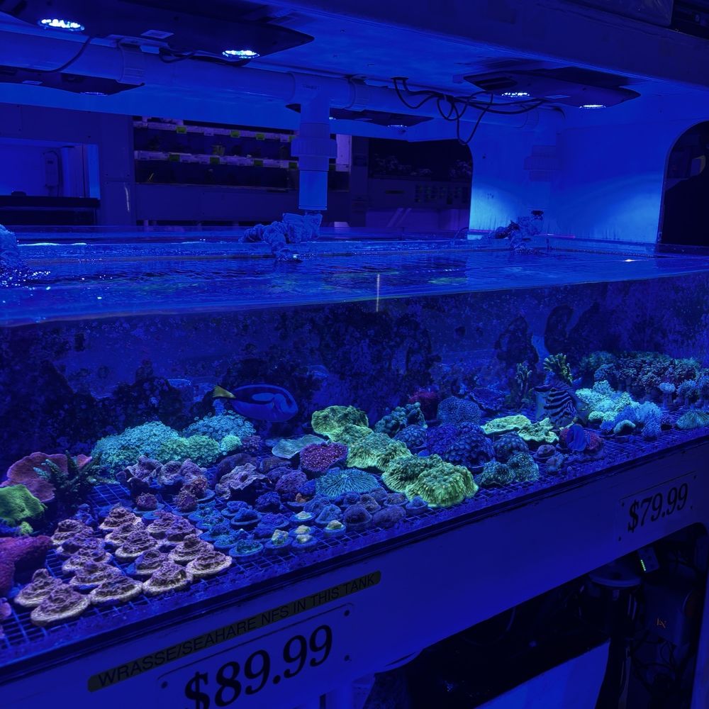 Neptune Aquatics - Corals - Aquarium Services Near Me - San Jose, California Neptune Aquatics - Corals - Aquarium Services Near Me - San Jose, California