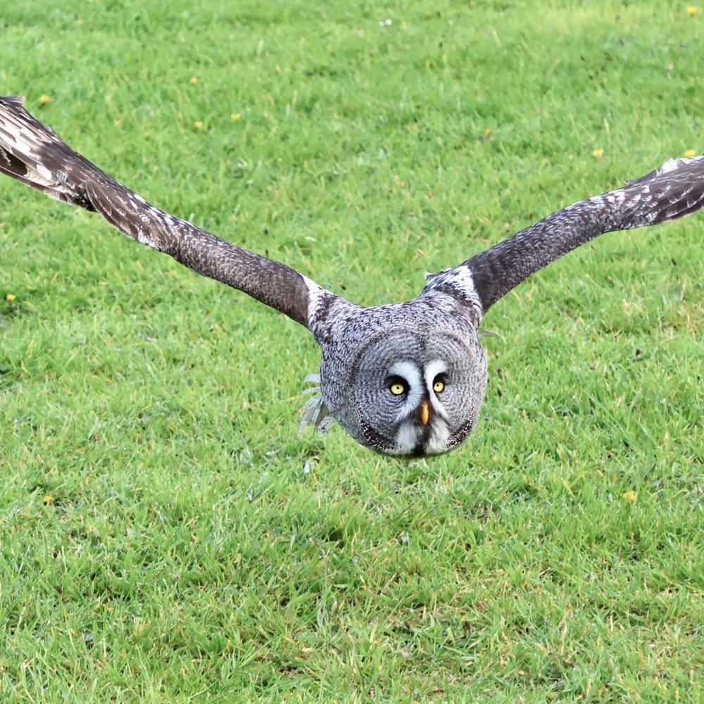 Falconry Kerry - Great Grey owl. - Tours Near Me - Inchicullane, Kentucky Falconry Kerry - Great Grey owl. - Tours Near Me - Inchicullane, Kentucky