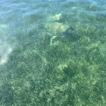 Good Times Key West - Sea Turtle - Boat Charters Near Me - Key West, Florida