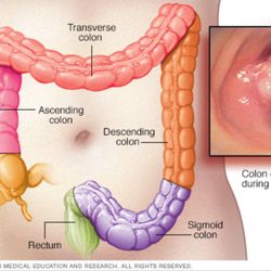 Vida Colonics Spa - Digestive System