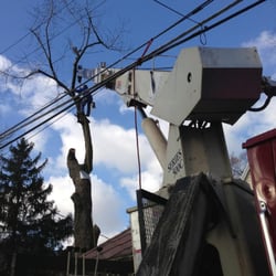 Lyons Tree Service