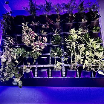 Back 2 Earth - a shelf of plants in a room - Bars Near Me - Portland, Oregon