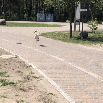Cafe Zum Kirschbaum - Dorfeigener Storch - Cafes Near Me - Körzin, BB Cafe Zum Kirschbaum - Dorfeigener Storch - Cafes Near Me - Körzin, BB