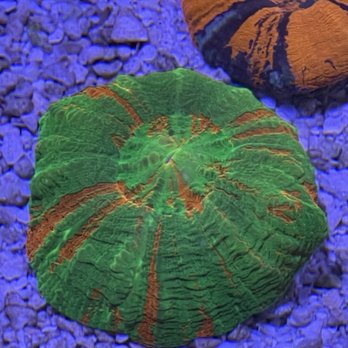 Reefflex - Aquarium Services Near Me