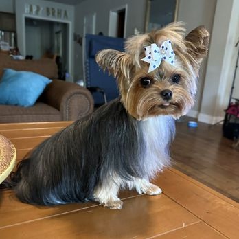 Blueberry Brook Yorkies - Stella - Pet Breeders Near Me Blueberry Brook Yorkies - Stella - Pet Breeders Near Me