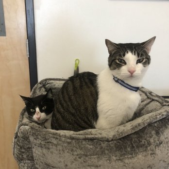 Pounce Cat Cafe - Themed Cafes Near Me - Savannah, Georgia