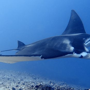 Keauhou Bay - manta! - Diving Near Me Keauhou Bay - manta! - Diving Near Me