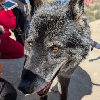 Wolf Connection - Community Service/Non-Profit Near Me Wolf Connection - Community Service/Non-Profit Near Me