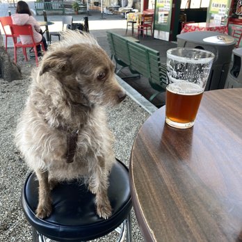 2am Club - #petfriendly - Dive Bars Near Me - Mill Valley, California 2am Club - #petfriendly - Dive Bars Near Me - Mill Valley, California