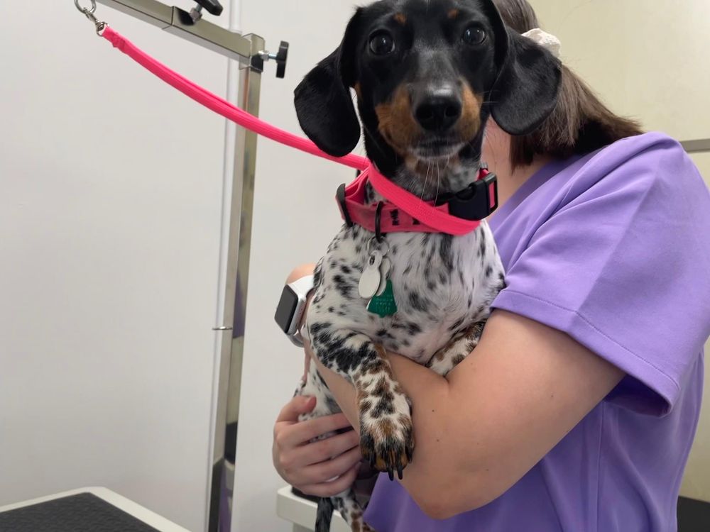 OOH LA LA PET SPAW Updated September 2024 34 Photos 1005 Reagan