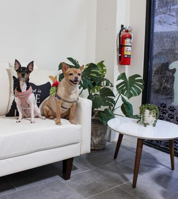 City Bark Miami by null