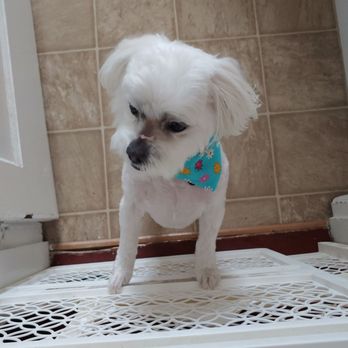 Critter Cleaners - Even the dog is ashamed of how he looks...WOW - Pet Groomers Near Me - Hampton, Virginia Critter Cleaners - Even the dog is ashamed of how he looks...WOW - Pet Groomers Near Me - Hampton, Virginia