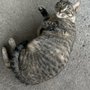 Pike County Humane Society