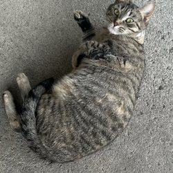 Pike County Humane Society