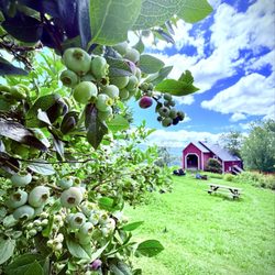 Knoll Farm