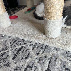 The Pawffee Shop Cat Cafe