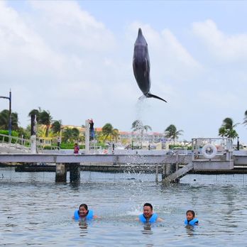 Ventus - Dolphin Training - Resorts Near Me - Puerto Morelos, ROO