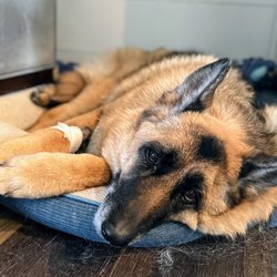 Pet Perfection - Lethargic & refusing to eat due to amount of pain