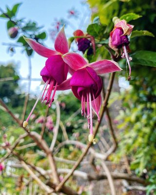 Filbert Steps by null