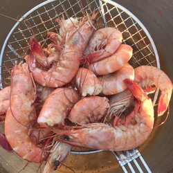Shrimp Guy