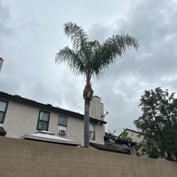 Palm tree trimming