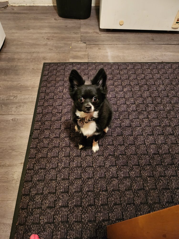 CAMP BOW WOW Updated September 2024 11 Reviews 701 E Kings Hwy