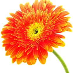 Fairless Hills Garden Center