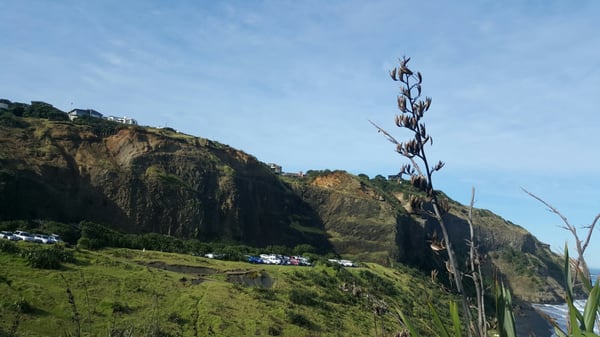 Muriwai by null