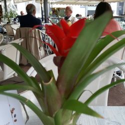 Gran Caffè la Caffettiera