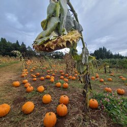 O'Halloran's Apple Trail Ranch