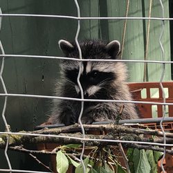 Critter Care Wildlife Society