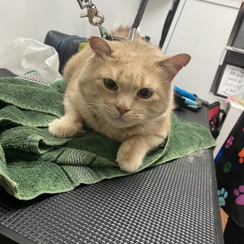 UP PUP - Now offering CAT GROOMING - Pet Groomers Near Me - New York, New York UP PUP - Now offering CAT GROOMING - Pet Groomers Near Me - New York, New York