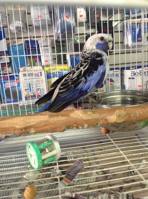 john's feed & pet supplies