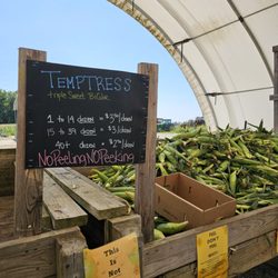 Souder Farms Sweet Corn - Indiana corn!