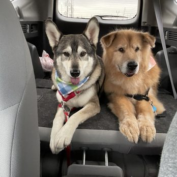 Wag One Pet Styling - Pet Groomers Near Me - Katy, Texas Wag One Pet Styling - Pet Groomers Near Me - Katy, Texas