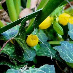 Planten un Blomen