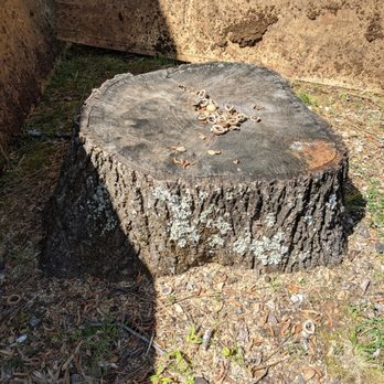 Brent's Stump Grinding - Stump in front of windows protected with plywood. Brents Stump Grinding Huntsville Al - Tree Services Near Me