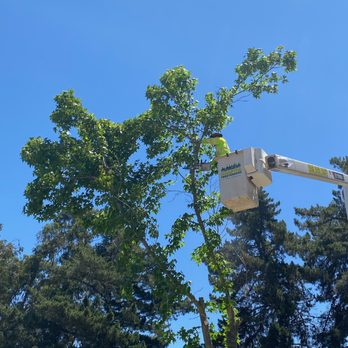 Coastal Tree Tenders - Tree Services Near Me Coastal Tree Tenders - Tree Services Near Me