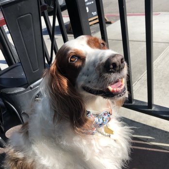 Let’s Yolk About It - Dog friendly patio!!! - Breakfast & Brunch Near Me - Long Beach, California Let’s Yolk About It - Dog friendly patio!!! - Breakfast & Brunch Near Me - Long Beach, California