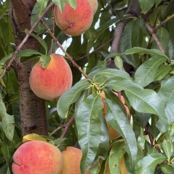 Hartland Orchard - Fruits & Veggies Near Me - Markham, Virginia Hartland Orchard - Fruits & Veggies Near Me - Markham, Virginia