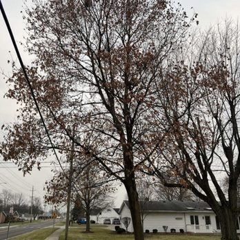 Moyer's Tree Service - Tree Services Near Me - Napoleon, Ohio Moyer's Tree Service - Tree Services Near Me - Napoleon, Ohio