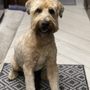 Photo of Gina's Puppy Luvin Pet Grooming