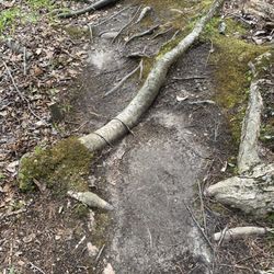 Sunrise Park - This thirsty root was heading straight for the lake!