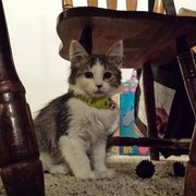 Kentucky Humane Society Adoptions At Springhurst Feeders Supply
