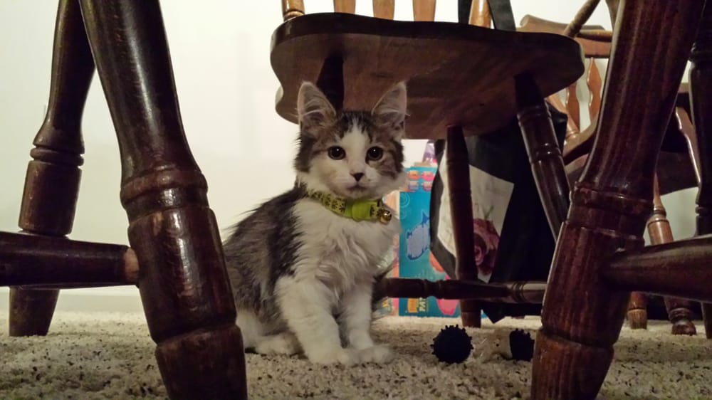 Princess Lady Belle This Little Fuzzball Of Love Changed Our