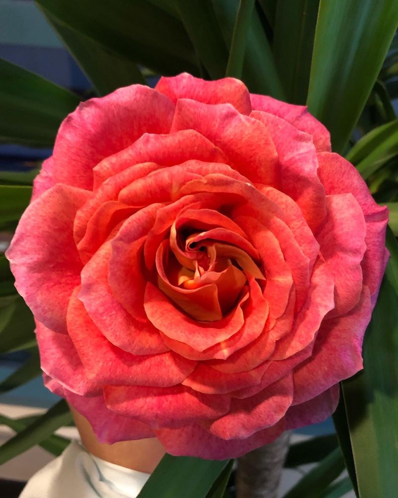 MARGITTA’S FLOWER BOUTIQUE 13 Photos & 21 Reviews 155123 Carrie