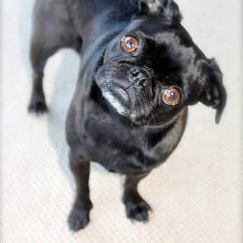 Happy Camper's Pet Service - Pet Sitting Near Me Happy Camper's Pet Service - Pet Sitting Near Me