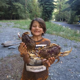 Dungeness crabs pulled from the intertidal zone. Dungeness crabs pulled from the intertidal zone.
