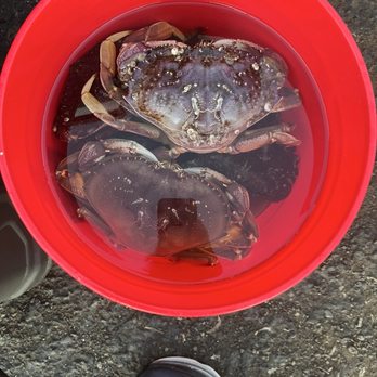 Tillamook Coast RV Park - Lots of crab caught at Happy Camp, Netarts Bay, 8 min away - Fishing Near Me - Tillamook, Oregon Tillamook Coast RV Park - Lots of crab caught at Happy Camp, Netarts Bay, 8 min away - Fishing Near Me - Tillamook, Oregon